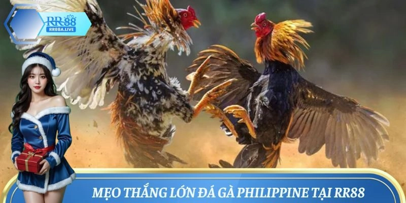 Bí quyết săn thưởng khủng khi chơi đá gà Philippines