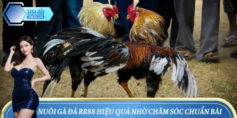 Cách nuôi gà đá bằng chế độ chăm sóc tốt