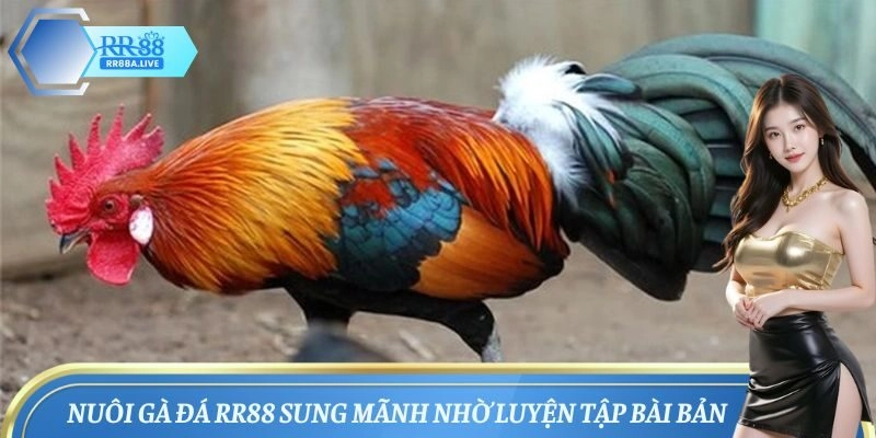 Cách nuôi gà đá nhờ chế độ luyện tập