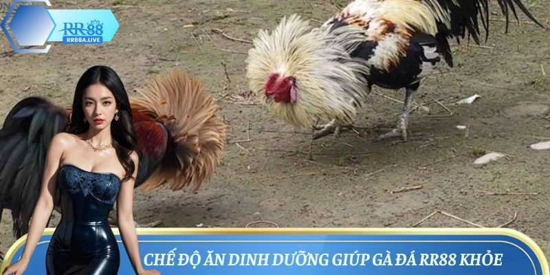 Cách nuôi gà đá về chế độ ăn dinh dưỡng