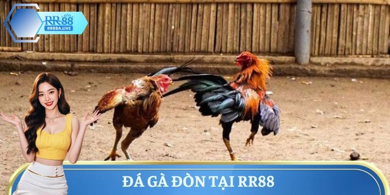 Đá Gà Đòn Là Gì? Tìm Hiểu Từ A Đến Z Cho Người Mới