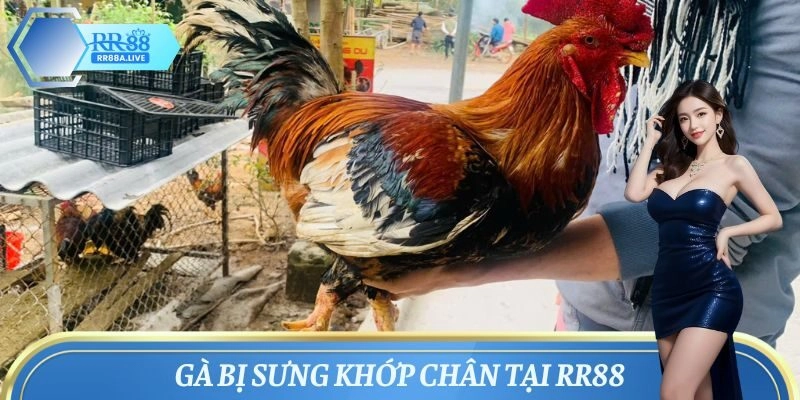 Gà Bị Sưng Khớp Chân – Nguyên Nhân Và Cách Chữa Hiệu Quả